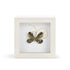 Heart Of Gold Black & Gold Butterfly Shadow Box 4in