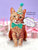 Orange Tabby Pop-up