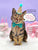 Brown Tabby Pop-up