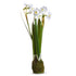 12" Narcissus Plant