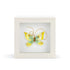 Endlessly Hopeful Yellow And Green Butterfly Shadow Box