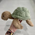 Sandy Turtle