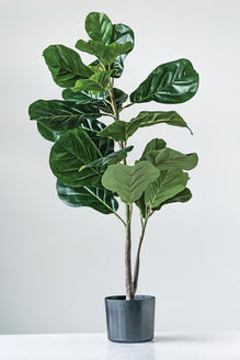 pink fiddle leaf fig Fiddle Fig Leaf Plant – The Pink Paisley