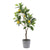 Lemon Tree